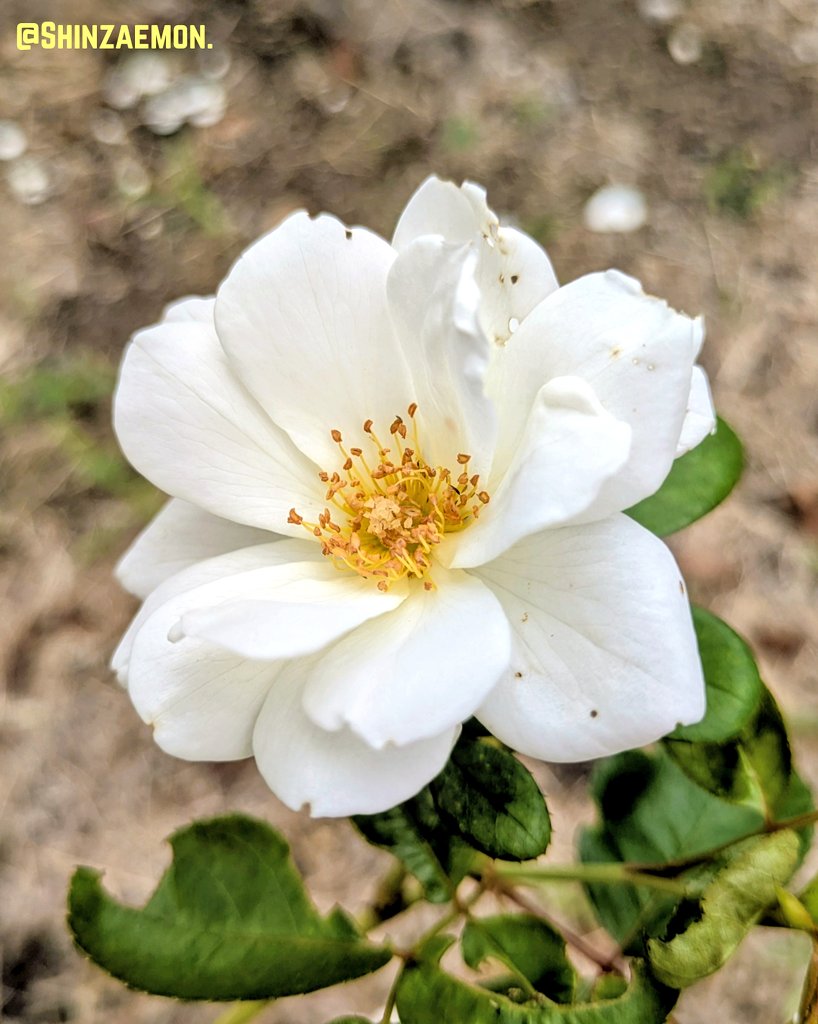 Shinzaemon@写真垢 on X