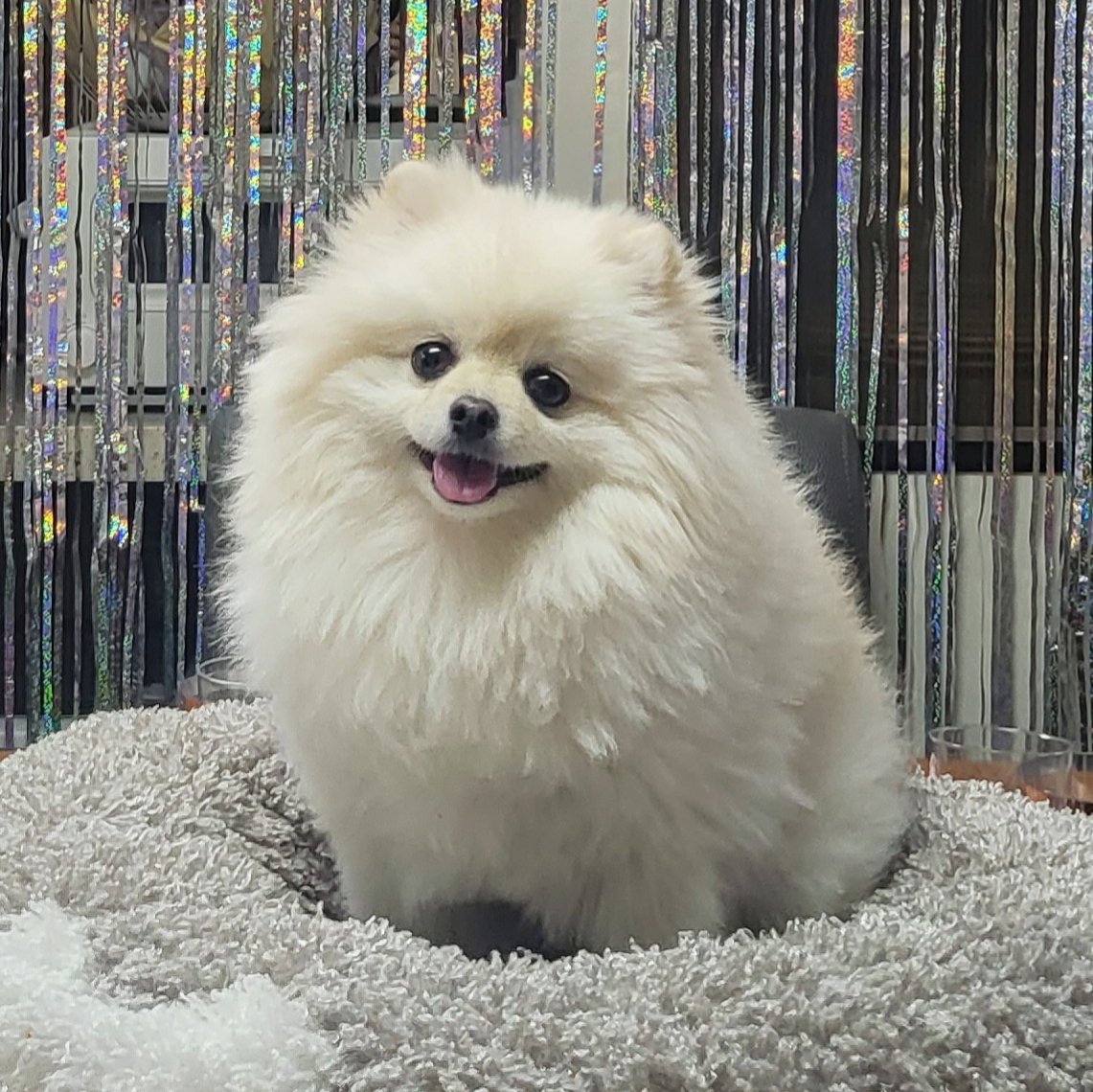 pearly___puff's tweet photo. 우리집 옥토끼 https://t.co/8mu1YWcin2