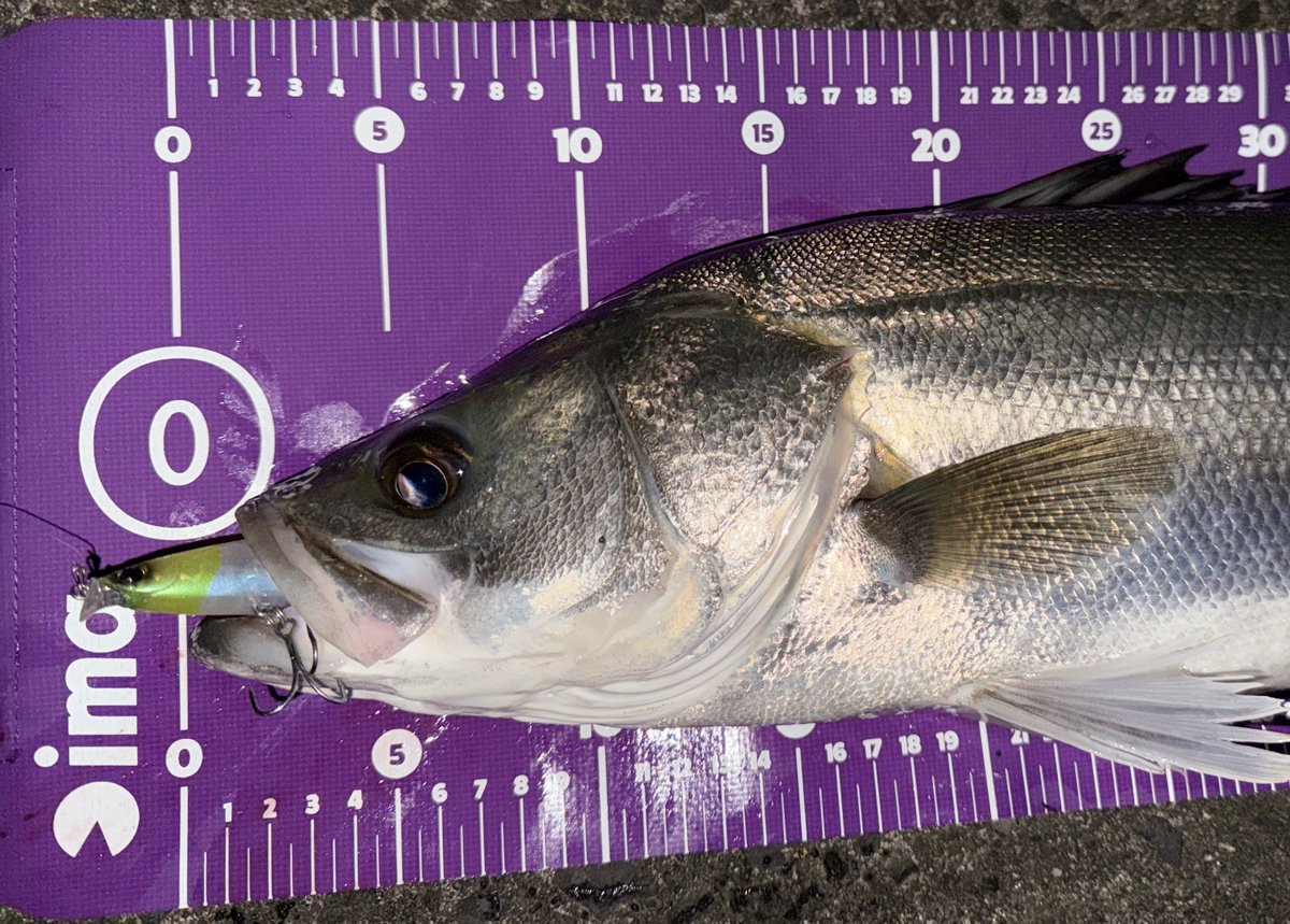 ima (@ima_ams) / Posts / X