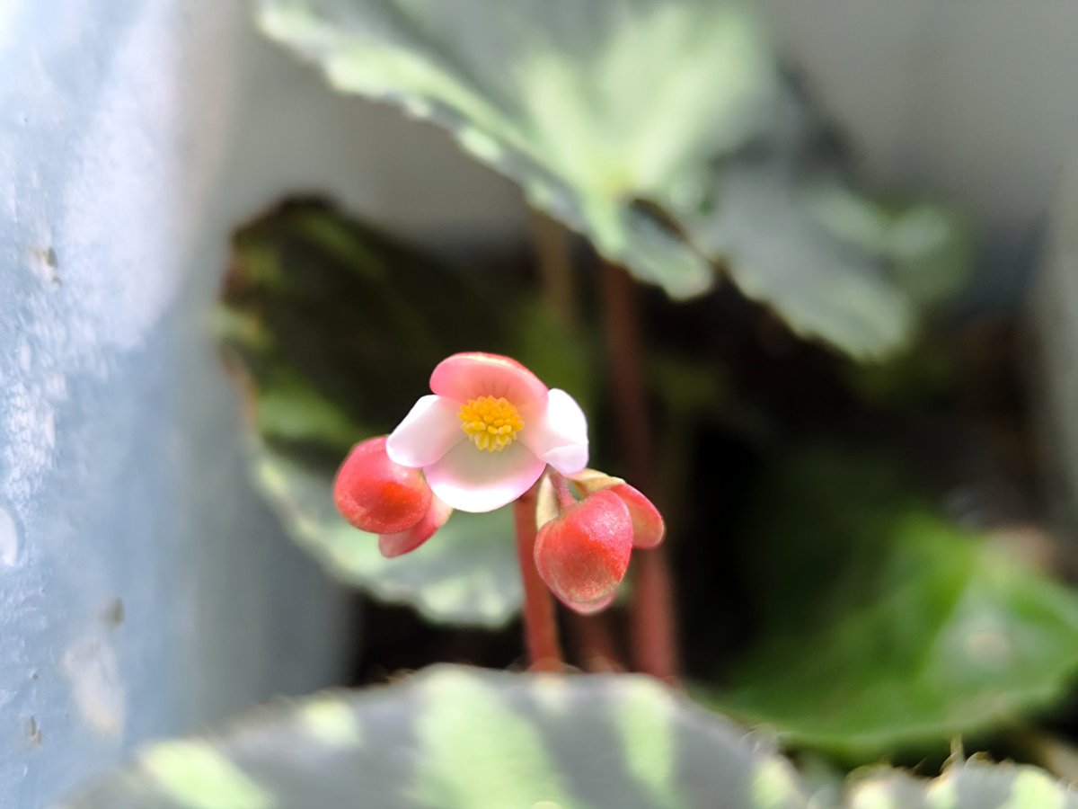 よしだ2号 (@begonia_ysd) / Posts / X