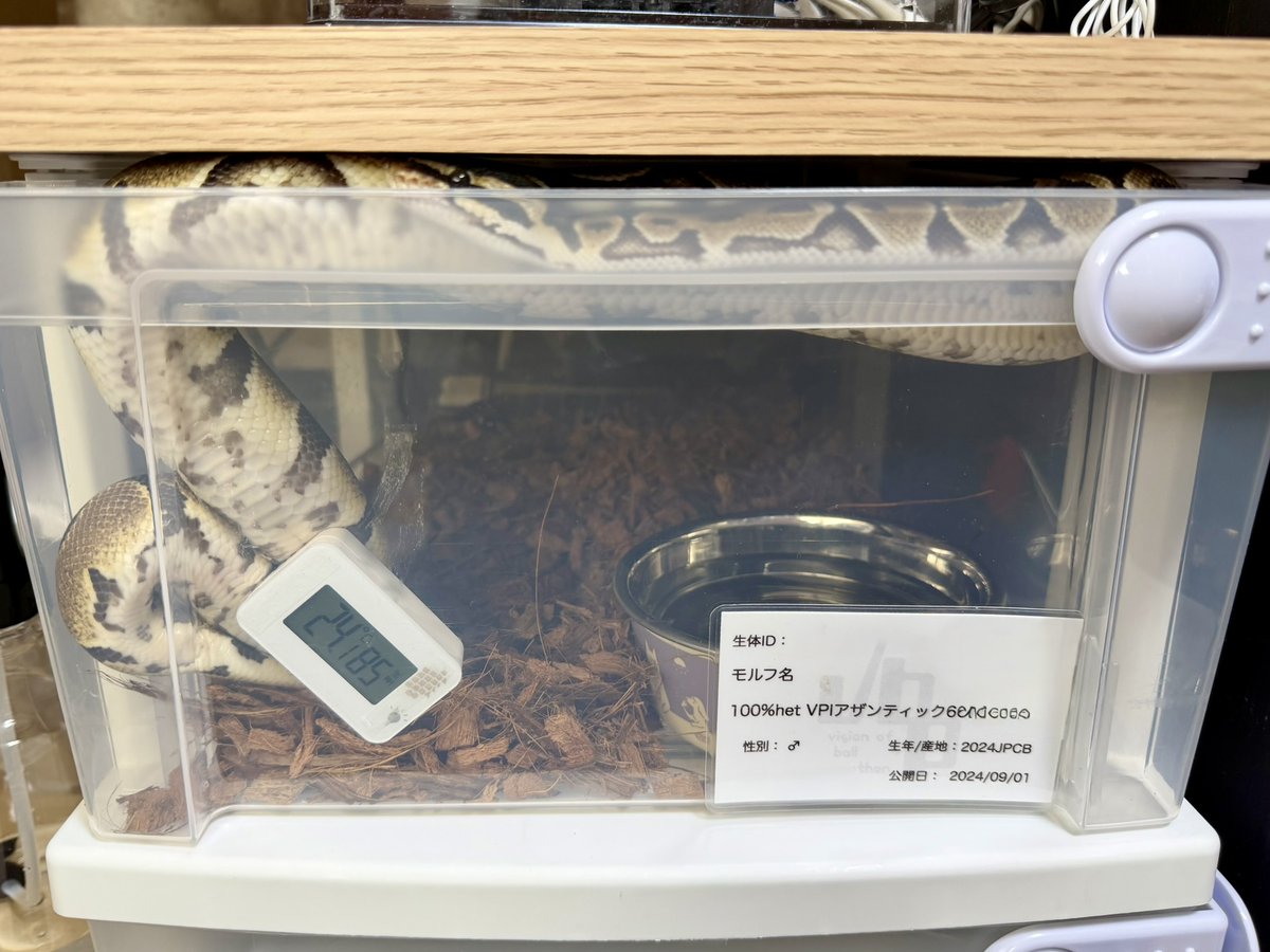 ZIG様(⁠ノ⁠◕⁠ヮ⁠◕⁠)⁠ノ⁠*⁠.⁠✧ 硝酸ガリウム(III) 水和物 crystals and lumps, 99.999% trace