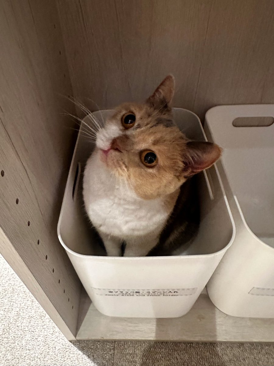 にゃんこにゃー (@bungo_kyouka) / Posts / X