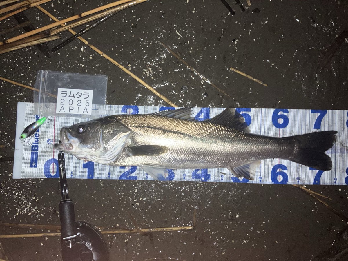 ワンオーナー　ともえ屋　レイアウトケージ　枯山水 ワンオーナー ともえ屋 レイアウトケージ 枯山水