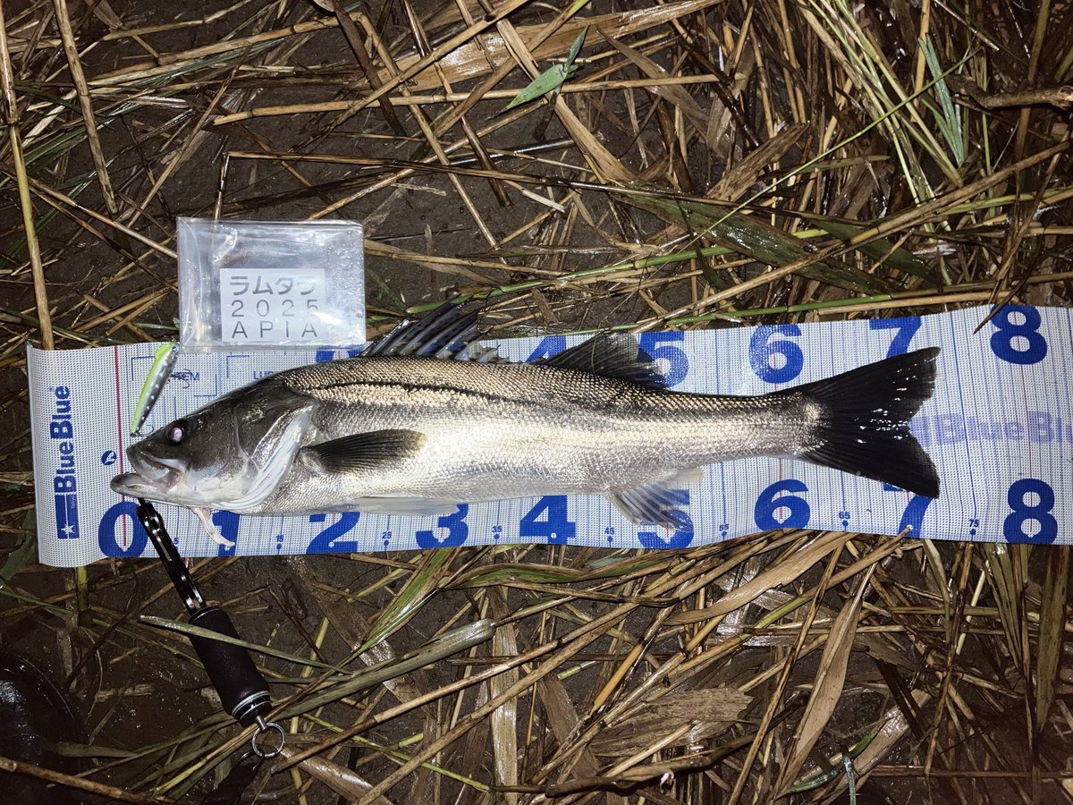 球磨モン 公式】fisherman's mountain(fimo) on X