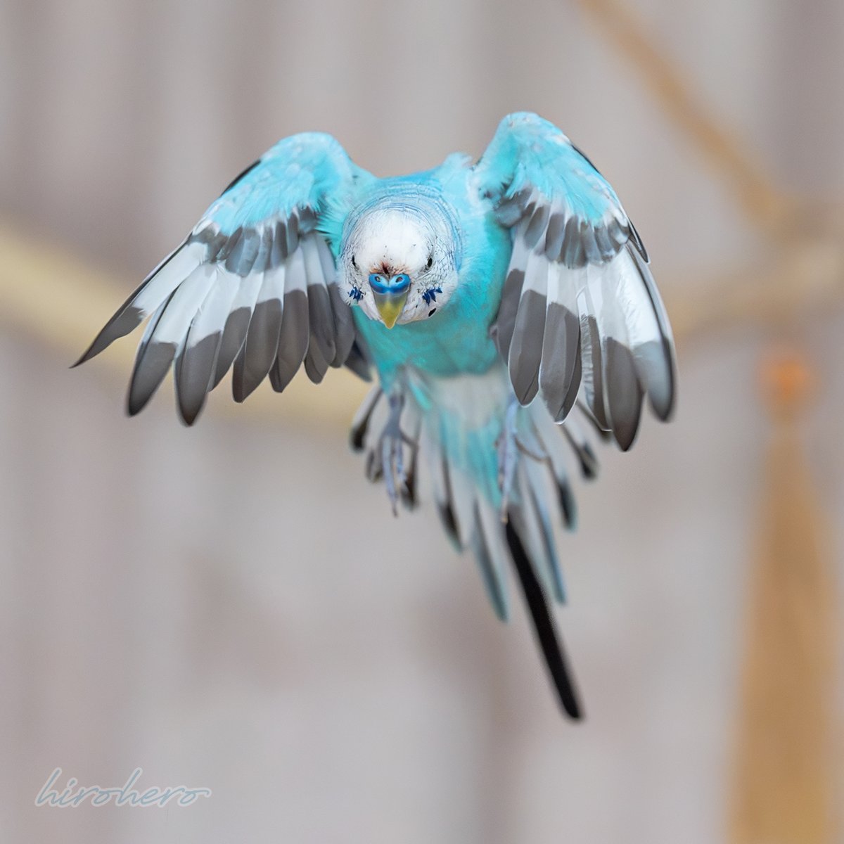 勝手に喋る蛇【サラマンダーの吐息】 hq720.jpg?sqp=-