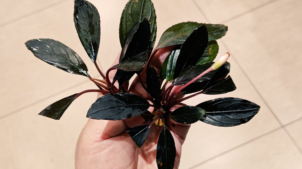 水草】ブセファランドラ sp. BLACK ACHILLES(ブラックアキレス)②