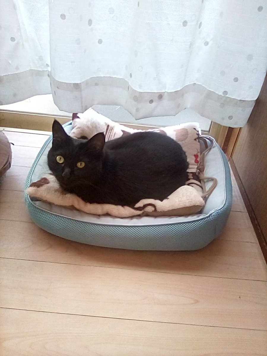 杏ページ アシトレスニーカー – BMZ公式