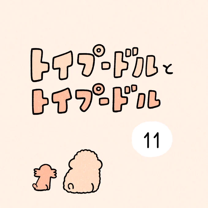 トイプードルとトイプードル11 