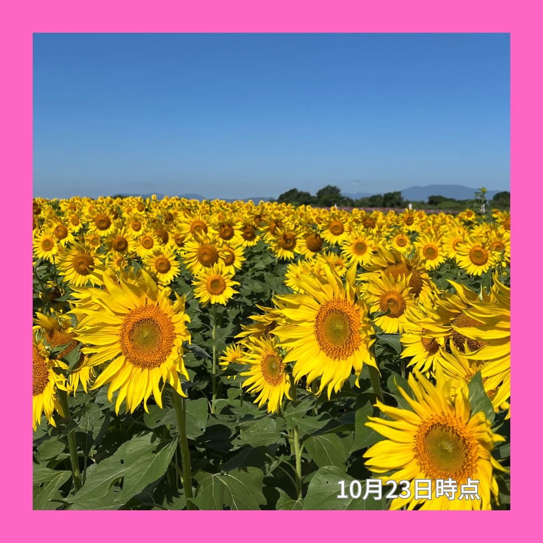 コスモスです❗️❗️❗️ 一社）佐賀市観光協会 on X