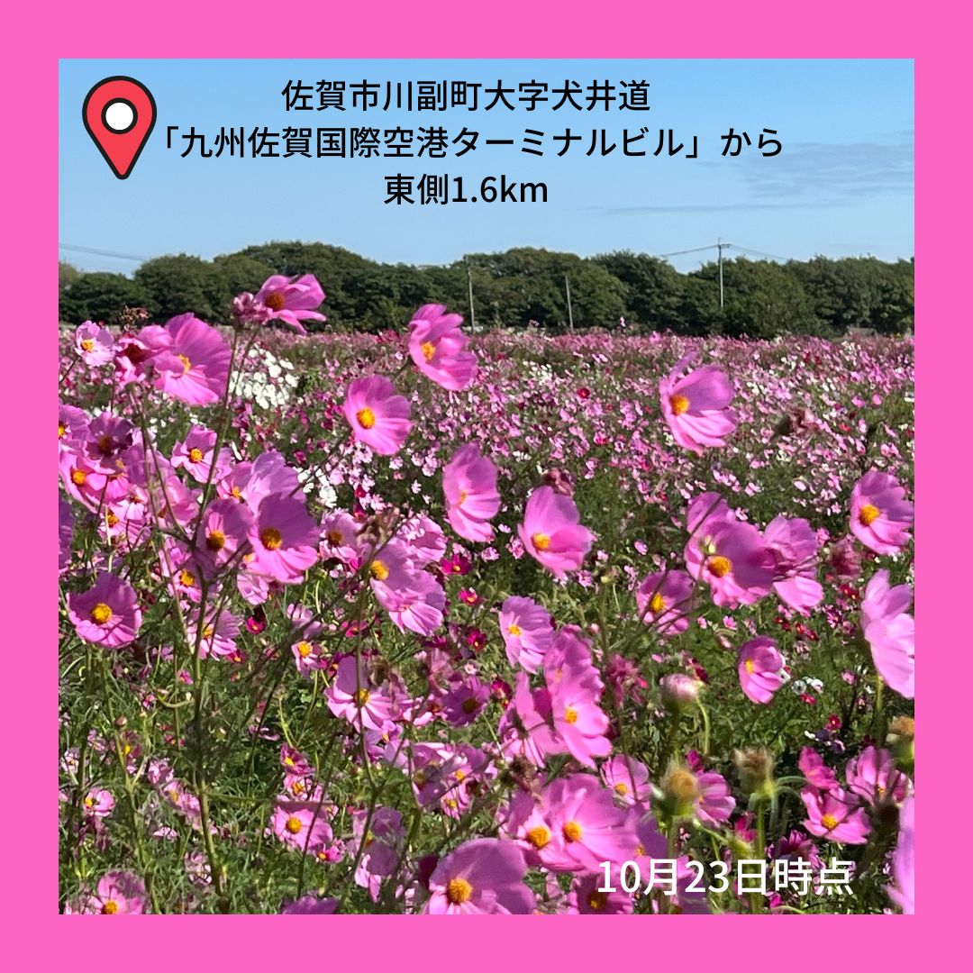 一社）佐賀市観光協会 on X