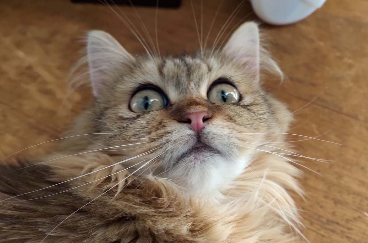 洸村静樹 Seiju Komura on X