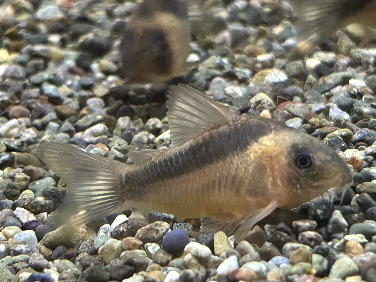 Coラバウティ本物が入荷してます