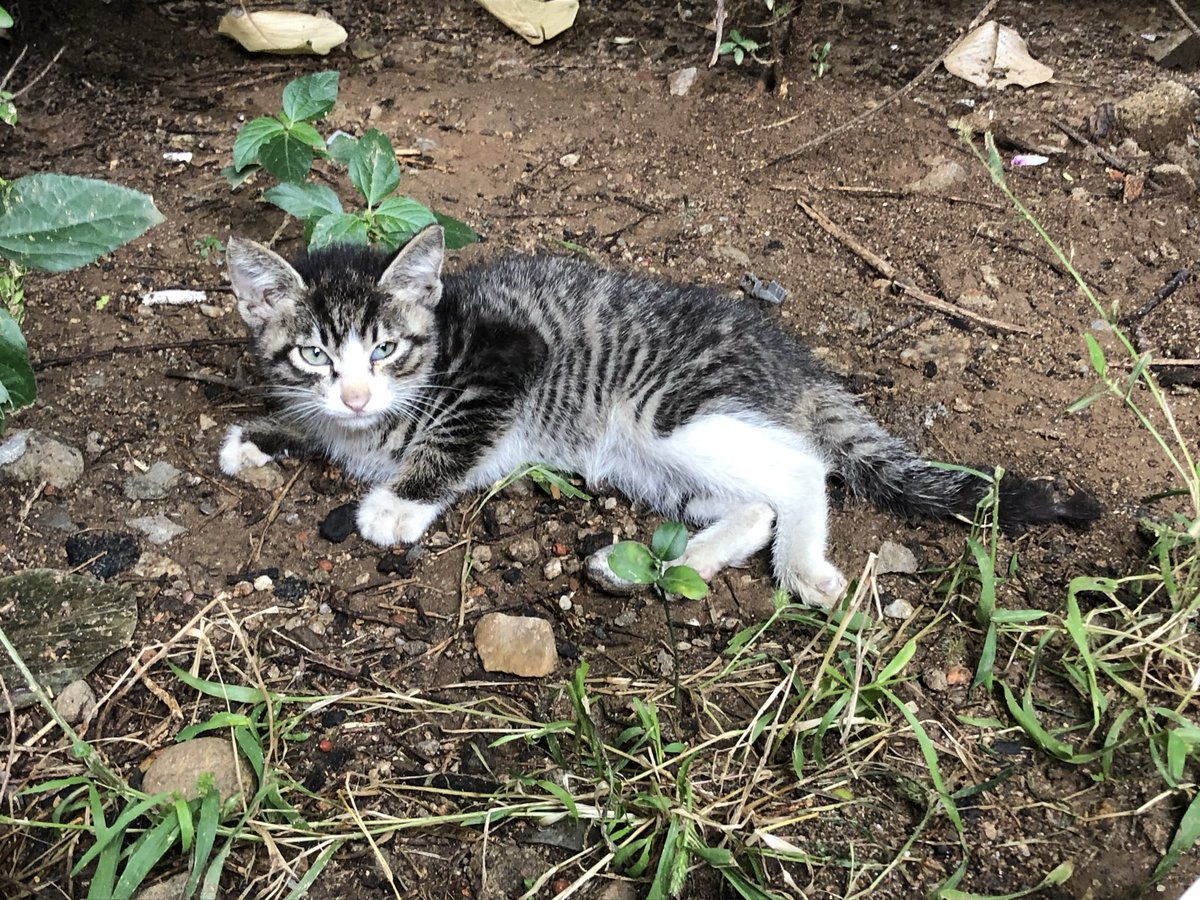 with_mgrk's tweet image. 