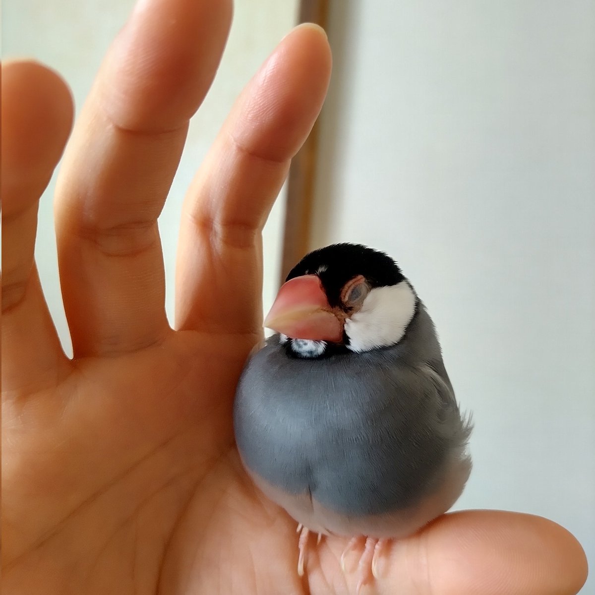 のびのびのびちゃん on X