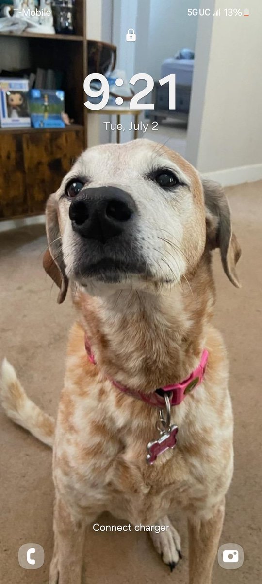 Ricklantis0225's tweet photo. @fiagirly This January will be 3 yrs with out my sweet girl MJ. I still have bad days but not as many. I think about her all the time still.They truly are a part of the family. Time will heal anything. Im sry for anyone going thru this right now. https://t.co/P2BfyYOObw