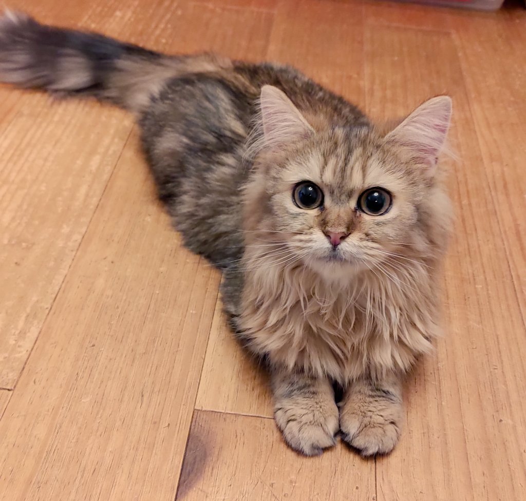 洸村静樹 Seiju Komura on X