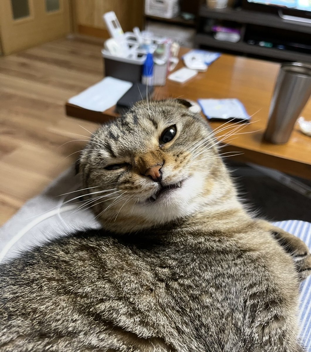 neccobucho's tweet image. め っ ち ゃ 悪 い 顔 し て る