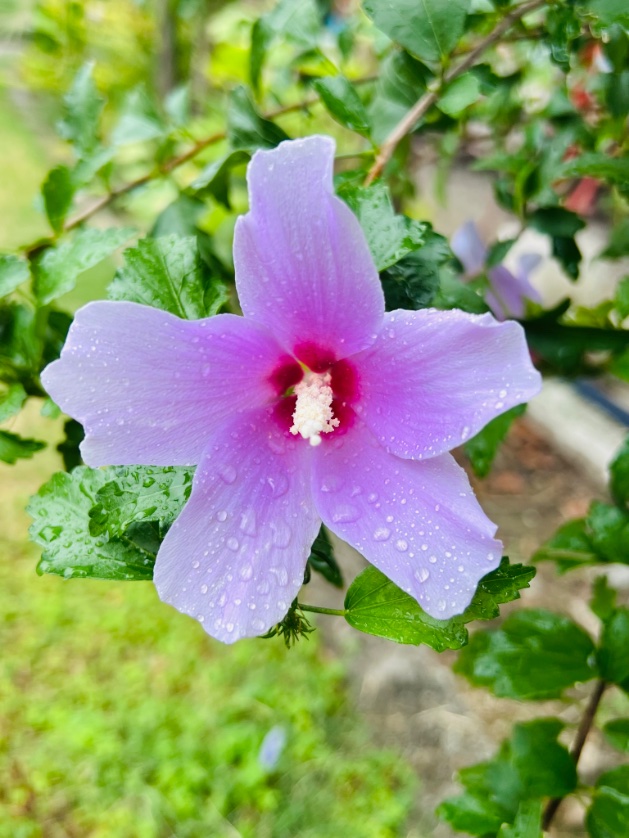 Aautoprivate's tweet image. Luxury is not about money. Its about a calm nervous system and a life filled with peace.. 

Good Morning💫

📸 #MiK