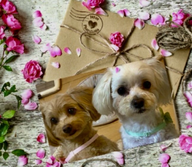 あんず（感謝） きなこ💜あんずキラキラ🌸💜💜感謝の気持ち💜🌸💫✨💫✨ on X