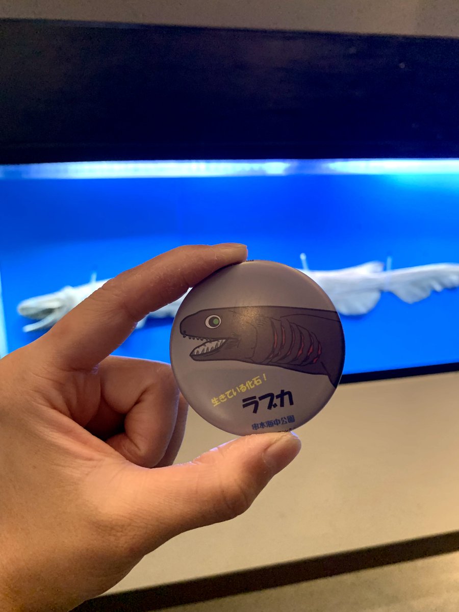 海*貝様 【最終在庫】　美品　東シナ海産　蓋付き　ガンセキバショウ　10点セット もう回した？！ 特別展限定！串本のサメ缶バッチが登場✨ 特別展の