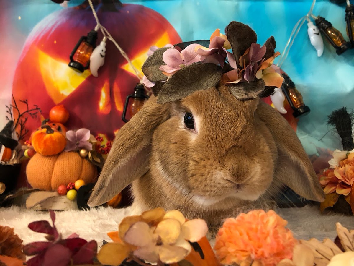 RabbitLink2's tweet image. /
🦇先週ケアに来てくれた可愛いお客様のご紹介🎃
\

もうすぐハロウィンですね🎃🦇

小さい頃は、幼稚園や学校の授業の一環でハロウィンパーティーがあって、みんなで仮装したり、お菓子をもらいに回ったりと、とても楽しい行事のひとつでした！…