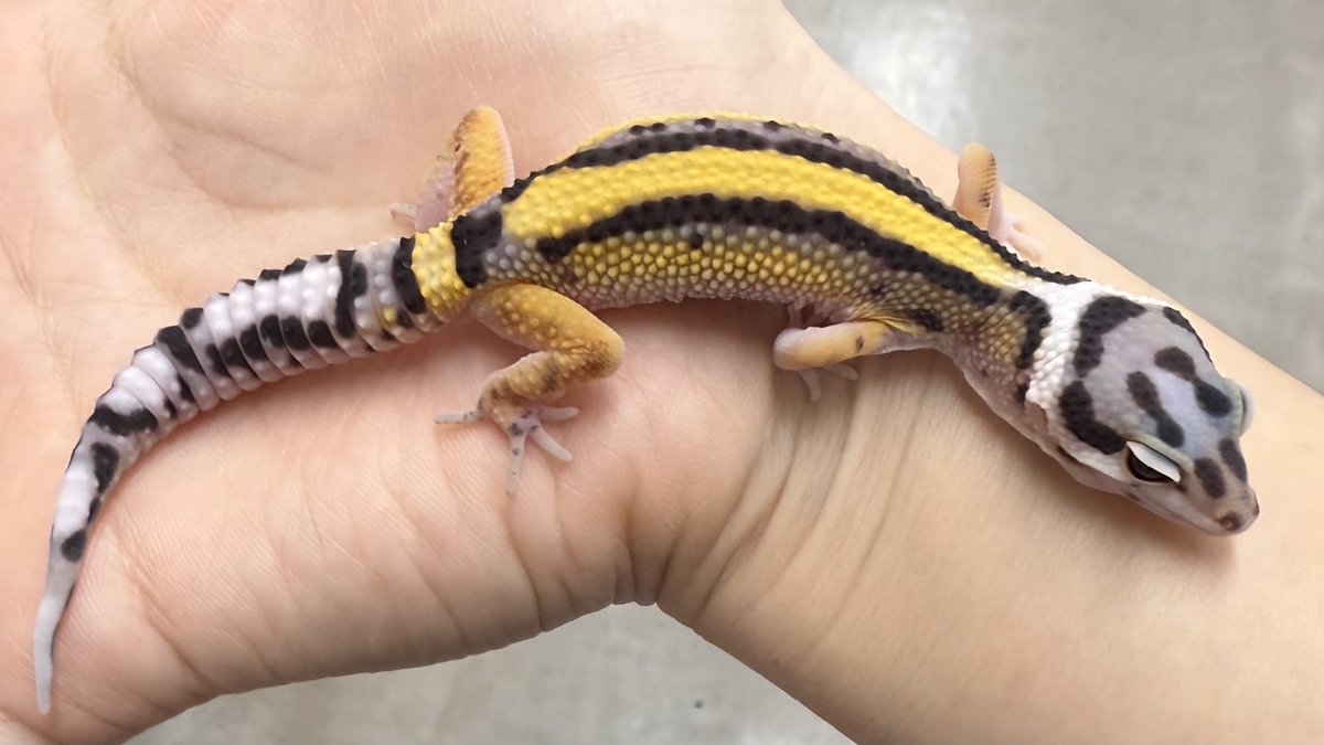 のこのこページ コノケ@GSF02【1組-62】委託 (@konokekonoke) / Posts / X