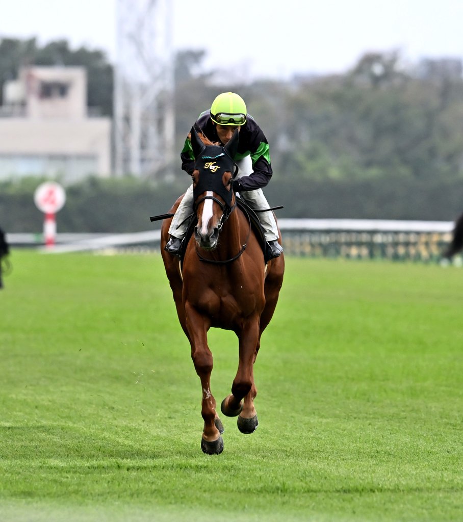 馬様 ブルクトーア (Burgtor) | 競走馬データ - netkeiba