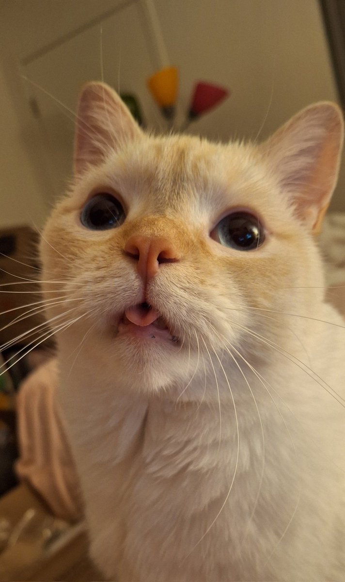 babydogfanclub's tweet image. purrveyor of joy &amp;amp; whismy