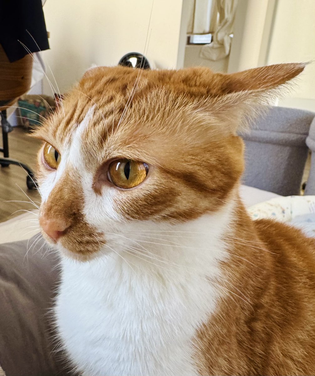 まりもページ BMW OEM Turbo to Head Gasket for G8X M2/M3/M4 (11658054867)