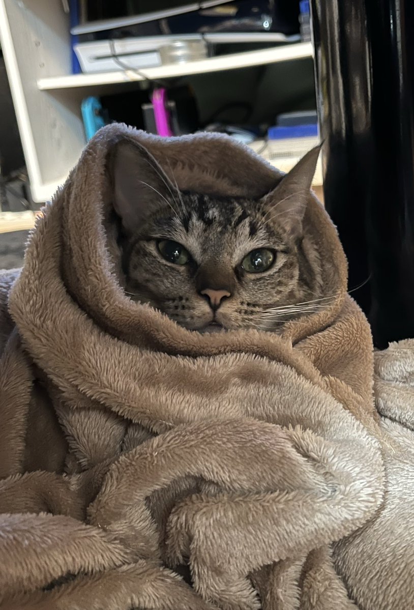 nipo02's tweet image. 休日の間に推定ではあるものの我が家の猫が一歳となりました、とてもおめでたい。
これからも穏やかに過ごそうな!