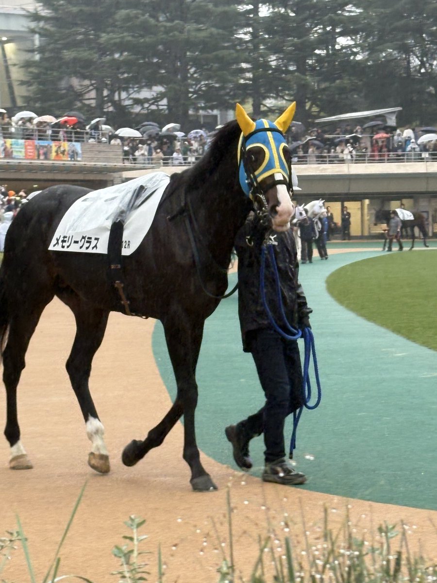 ❤️cats n horse’s ❤️追加分① な ﾁｬﾝ🍒 on X