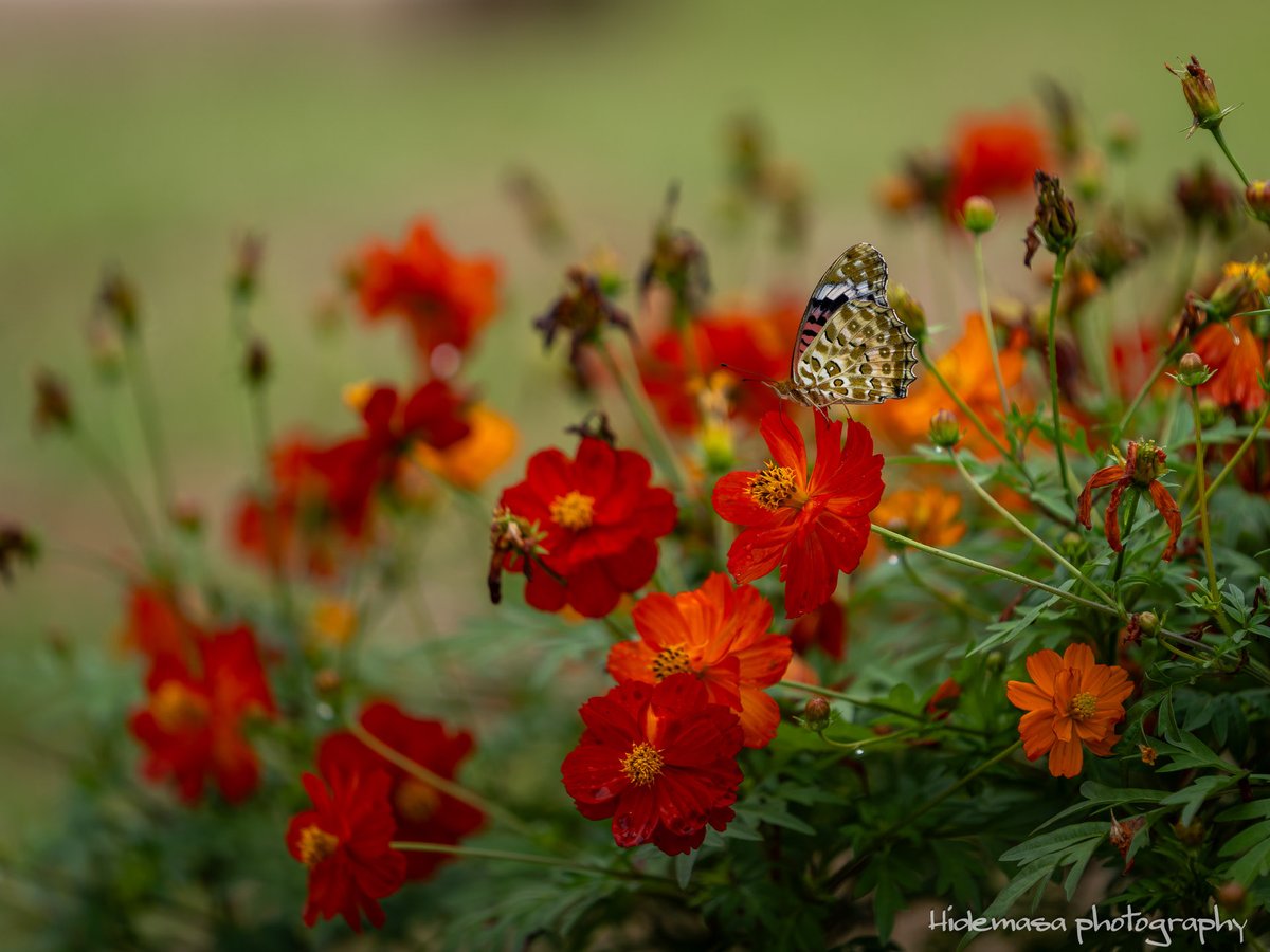 Hi_DesignFocus's tweet image. Gunma Flower Park +
ぐんまフラワーパークプラス

[2025.10.12]

#GunmaFlowerPark
#ぐんまフラワーパークプラス