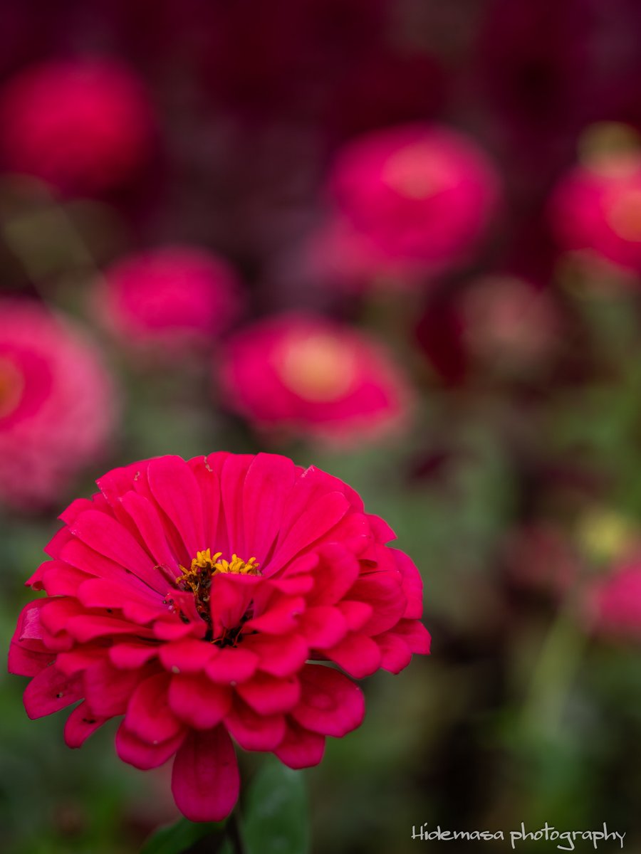 Hi_DesignFocus's tweet image. Gunma Flower Park +
ぐんまフラワーパークプラス

[2025.10.12]

#GunmaFlowerPark
#ぐんまフラワーパークプラス