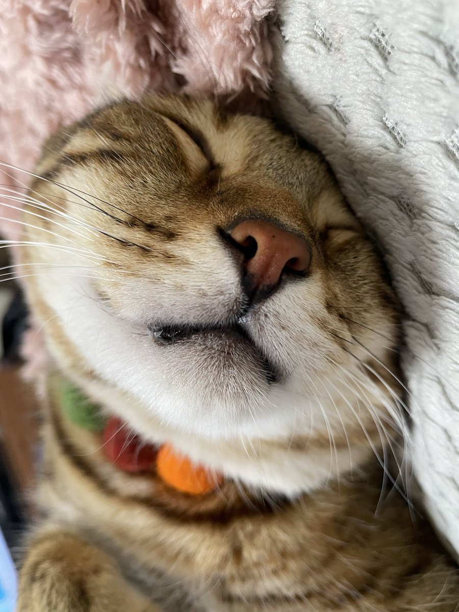 チビ牙出してお昼寝ｽﾔﾋﾟｰ😼💤

      ꕤ︎︎·͜· ︎︎ ꕤ︎︎·͜· ︎︎ ꕤ︎︎·͜· ︎︎ ꕤ︎︎·͜· ︎︎ ꕤ︎︎·͜· ︎︎ ꕤ︎︎·͜· ︎︎ ꕤ︎︎·͜· ︎︎

#保護猫
#ねこかわいいね
#猫好きんと繋がりたい
#ベンガルmix
#キジサバシロmix