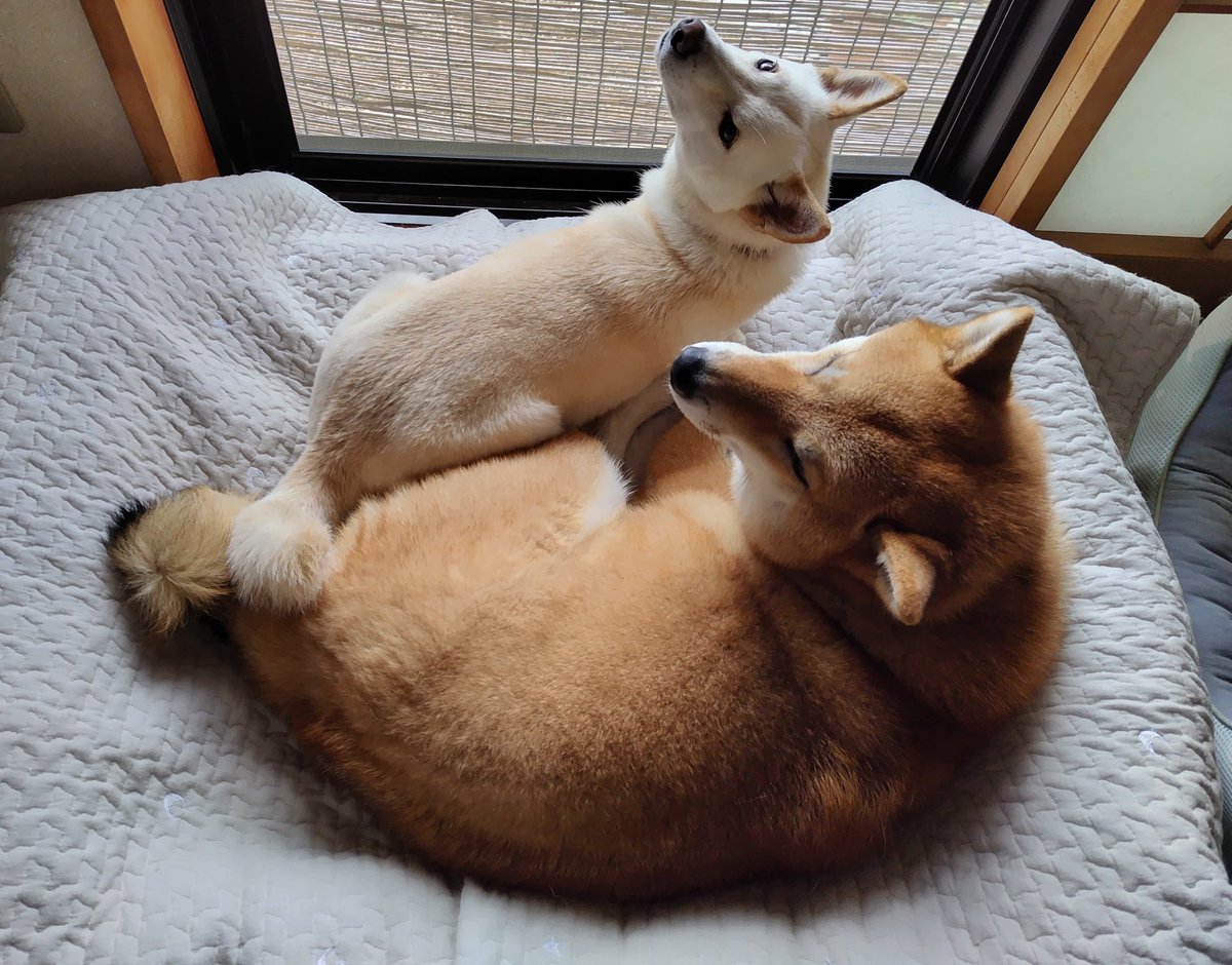 押しくら饅頭🐾
#柴犬　#柴犬兄妹　#なかよし
#秋が深まってきたのかな