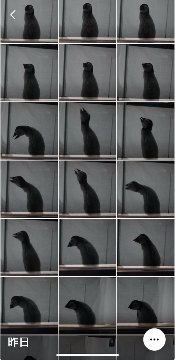 ぺんぎん705号 (@4rMv3u7Dyg2hC5R) / Posts / X