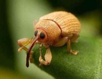 cwejul's tweet photo. ᨏᨐᨓ #promotwt ᨓᨐᨏ
𓇢𓆸 acorn weevil of enstarstwt | they / it / acorn | 3 years old! | loves acorn! | birds, rodents, spiders, evil beetles dni | moot hunt!! 𓂃𖡼.* ⋆
#promotwt #weeviltwt #bugtwt #moothunt #riakotwt #anitwt #enstarstwt #acornloverstwt 𓂃🤎 ° https://t.co/vMJjyHxAl6