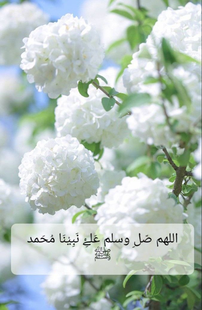 صباح معطر بالذكر والطاعة صباح الخبر والسعادة #صباح_الأشياء_المُشرقة