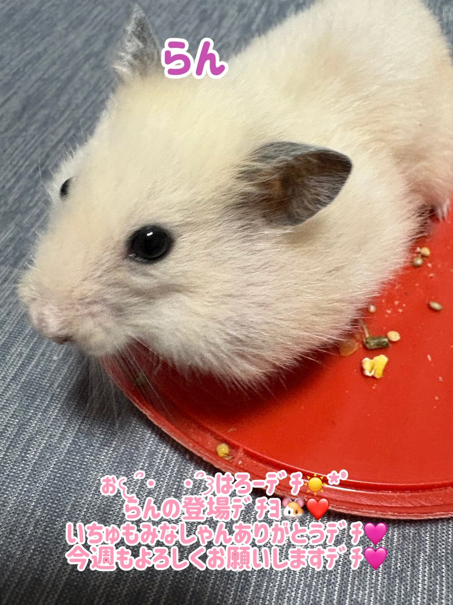 ys ❤ハムハムファミリー🐹優しい繋がりに感謝(ㅅ´꒳` ) on X