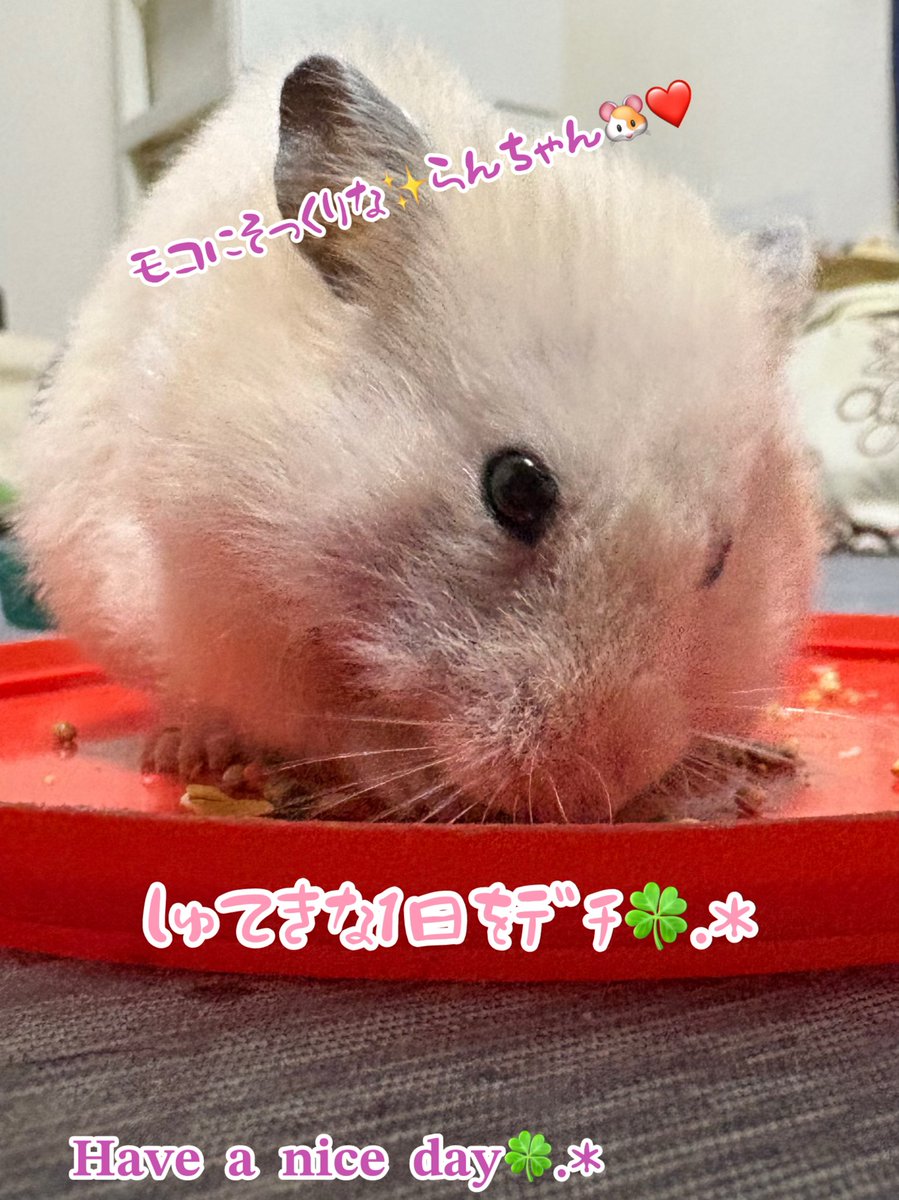 にゃあMomページ ys ❤ハムハムファミリー🐹優しい繋がりに感謝(ㅅ´꒳` ) on X