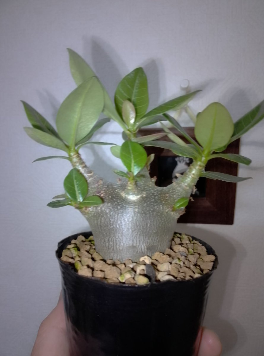 トッピアデニウム研究所 (@ylXf9n8E9I4943) / Posts / X