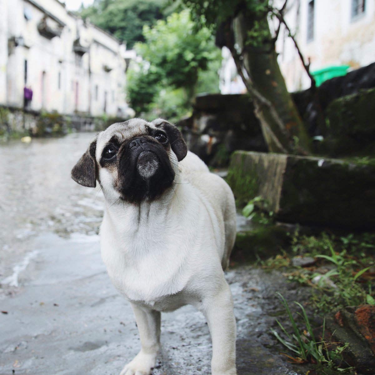 JayDevDixit354's tweet image. Just met a Great Pyrenees puppy and instantly signed up for a lifetime of slobber, fluff, and zero personal space. Who’s winning here? Spoiler: it’s definitely the pup. 🐾 #FluffOverload #Pupperazzi #GreatPyreneesVibes
