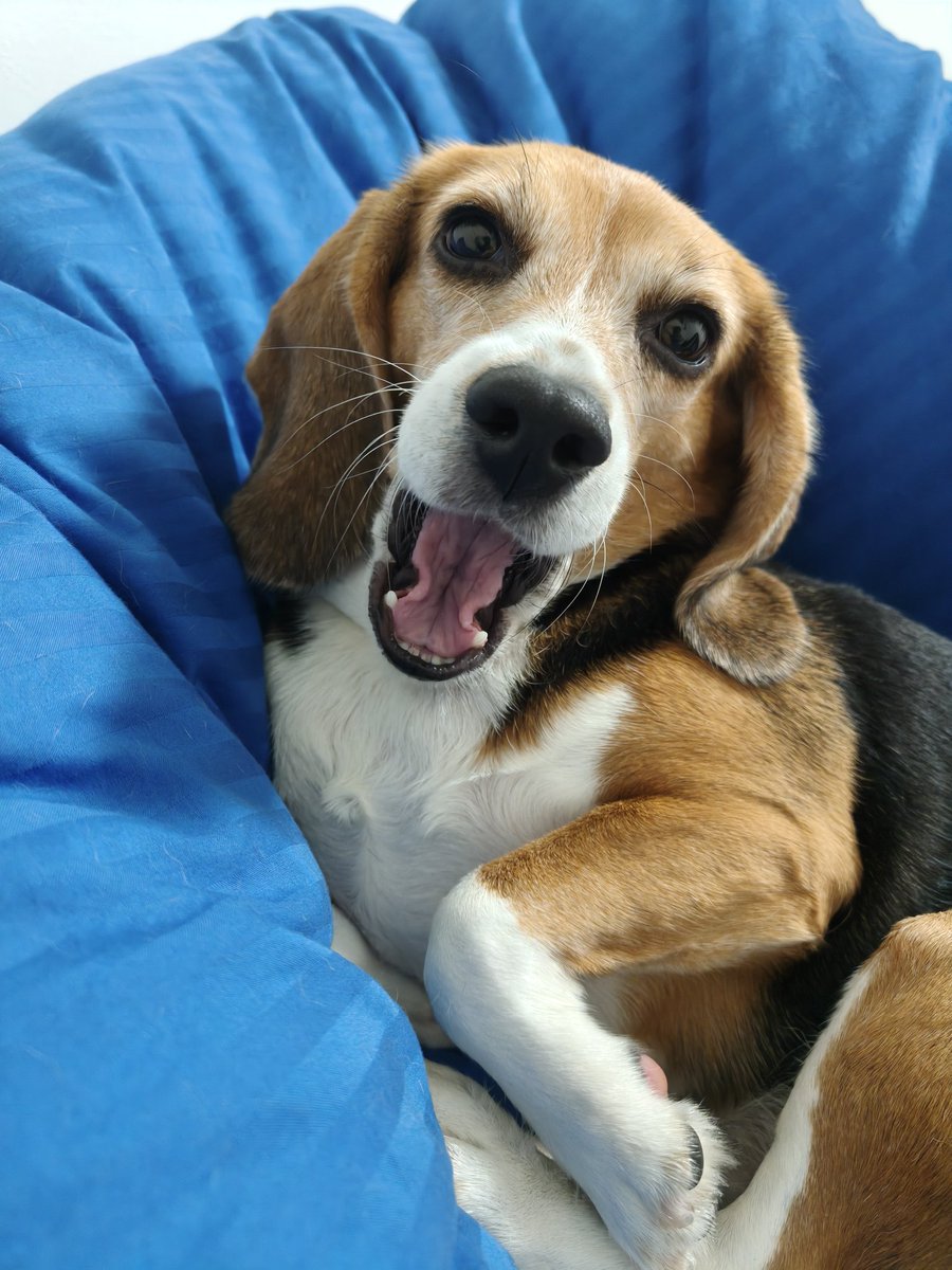 月曜日の朝がやってきたぞ〜🌞
さぁさぁ人間どもよ〜今週もしっかり働いて、世界のお犬様たちに美味しい供物を捧げるのだ〜😇
#beagle 
#11月1日は犬の日？