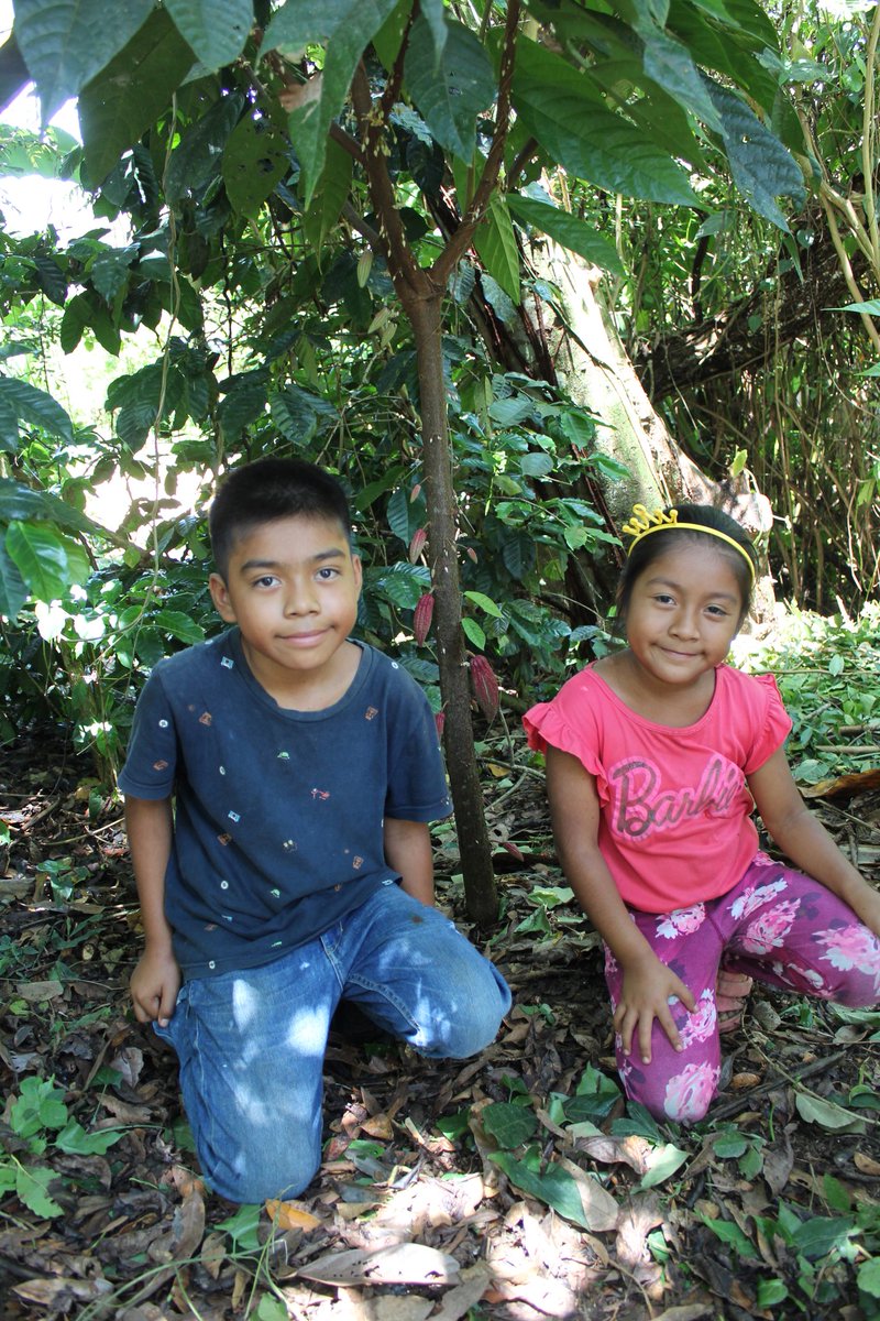El Maestro Daniel ha acompañado a sus sobrinos Larry y Abi en el cuidado de sus plantas de cacao en la Mixteca de Oaxaca, ellos son de nuestros primeros alumnos de La Escuelita del Cacao que han hecho chocolate con sus propias semillas de cacao. Son un gran ejemplo 🌱