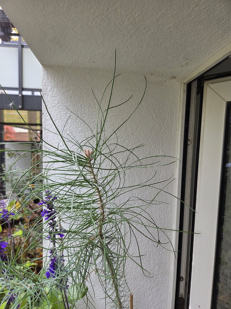 DerMicha666's tweet photo. #Pinus #Pinea meine  #Pinie  #🇪🇸 #grüßt von der Fensterbank. Ich wünsche euch einen guten Wochenstart mit vielen glücklichen Momenten 🍀🍂🍁 https://t.co/YR3HHhp0wx