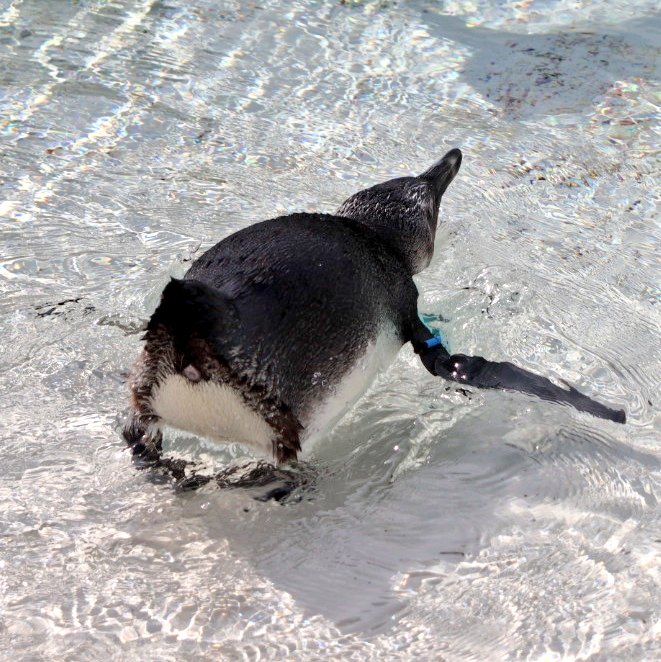 ペンペンっ on X