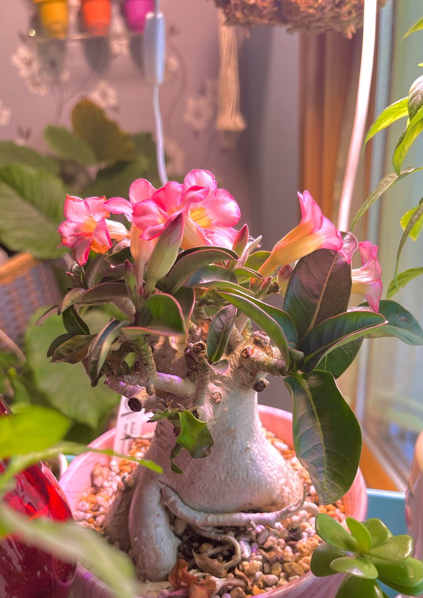 開花開始　アデニウム　花芯は白のグラデーション 生産者仕入れ先変える）アデニウム：天空のバラ（八重咲き