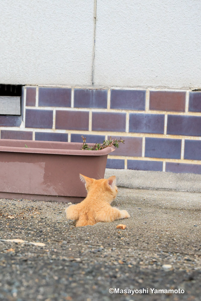 ︎山本 正義 (Masayoshi Yamamoto)立ち猫®︎ (@nekoiroiro