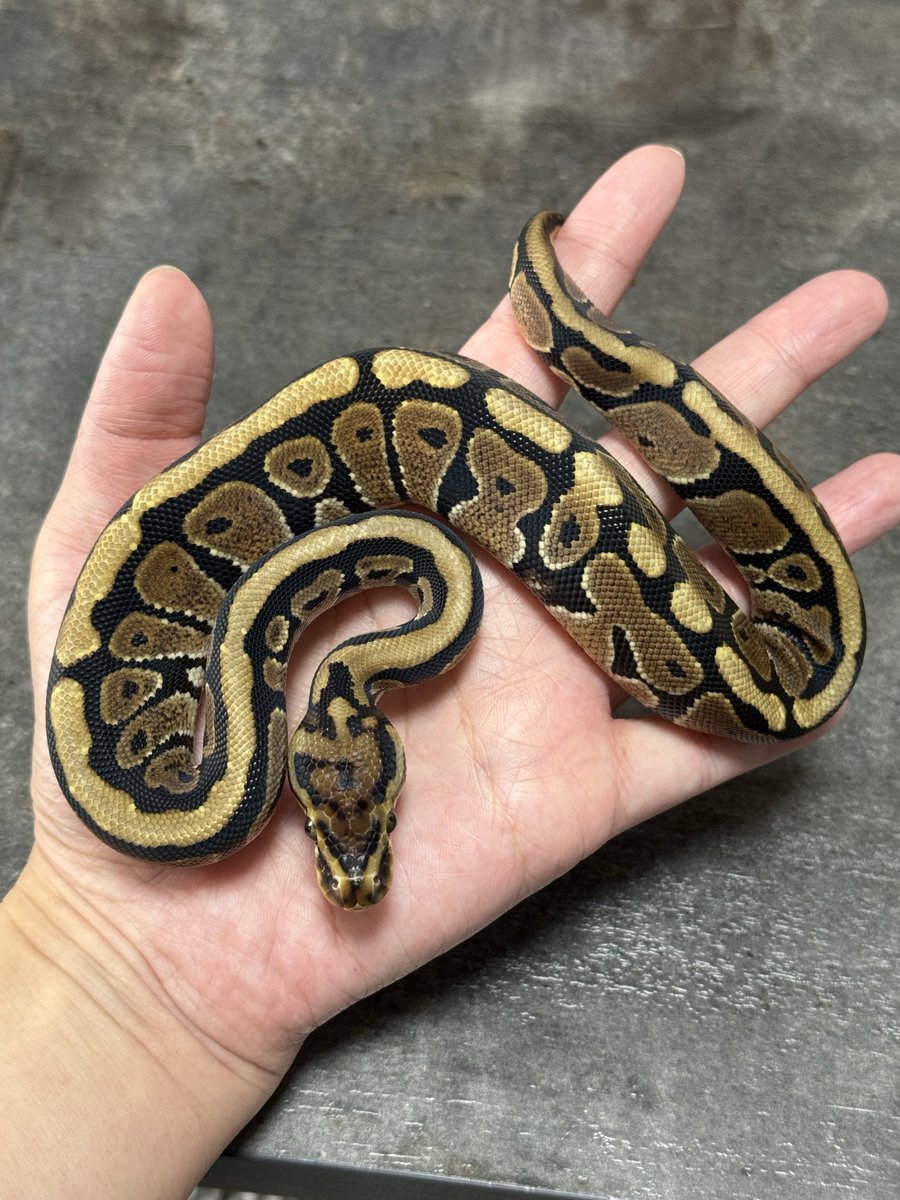 asahi_royals's tweet image. ONE販売個体③
1.0 Spotnose dhet DG Clown
#ONE2025 
#αRsCB 
#Ballpython 
#ボールパイソン 
#事前売約可