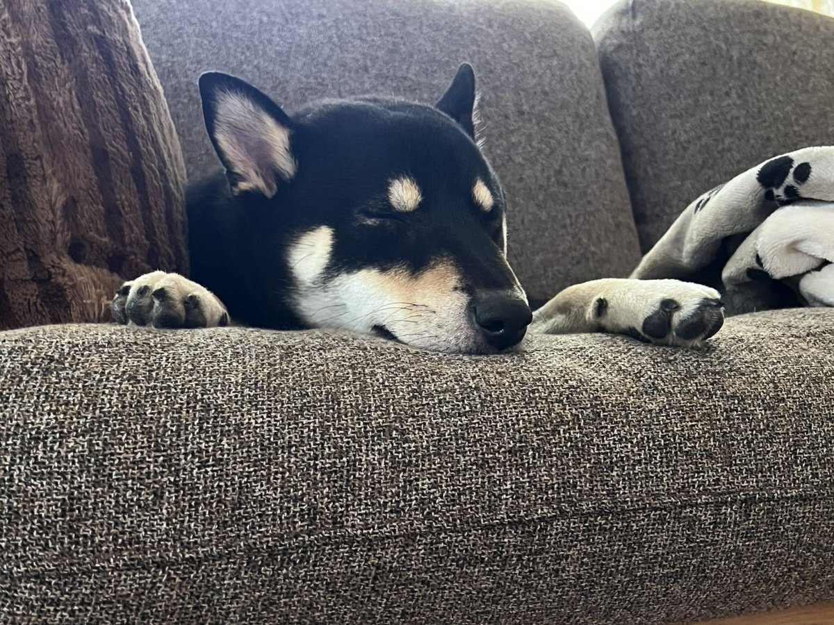 黒柴©️（感謝） 黒柴♂福 と生まれ変わりの弟 天 (@kuroshiba29fuku) / Posts / X